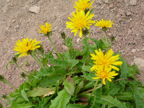 Crepis hokkaidoensis