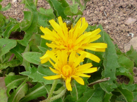 Crepis hokkaidoensis