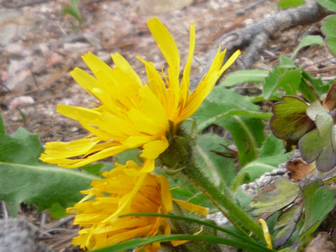 Crepis hokkaidoensis