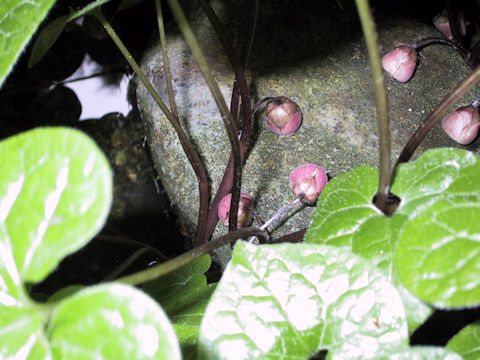 Asarum caulescens