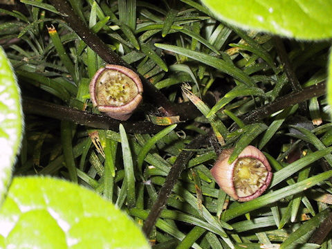 Asarum caulescens