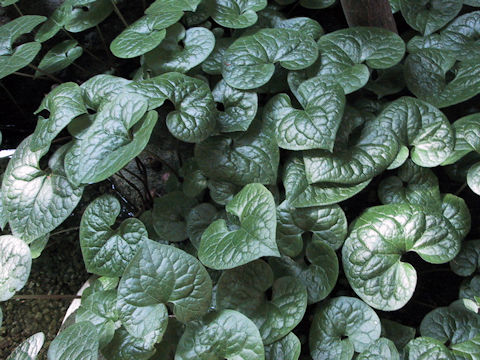 Asarum caulescens