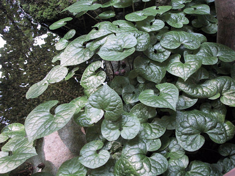 Asarum caulescens