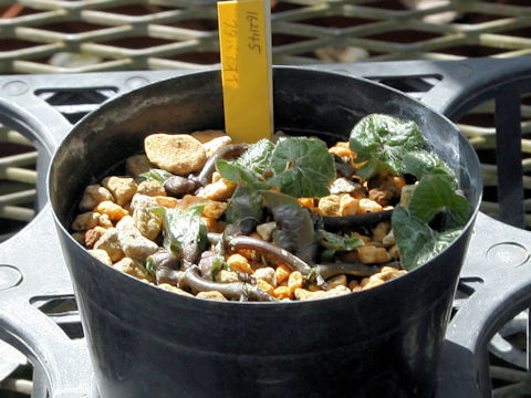 Asarum caulescens