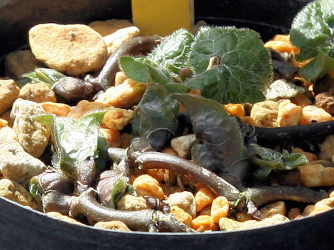 Asarum caulescens