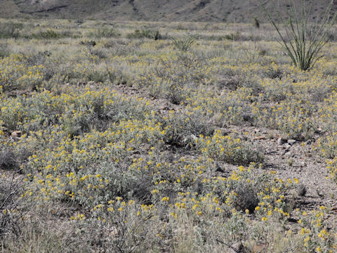 Cassia durangensis