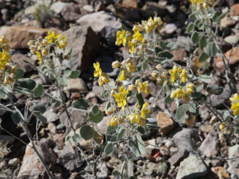 Cassia durangensis