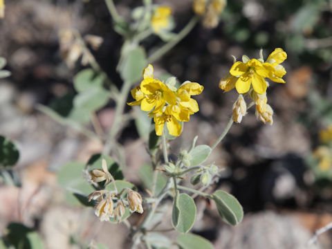 Cassia durangensis