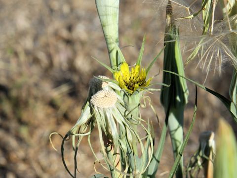 Tragopogon dubius