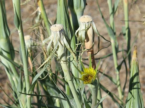 Tragopogon dubius