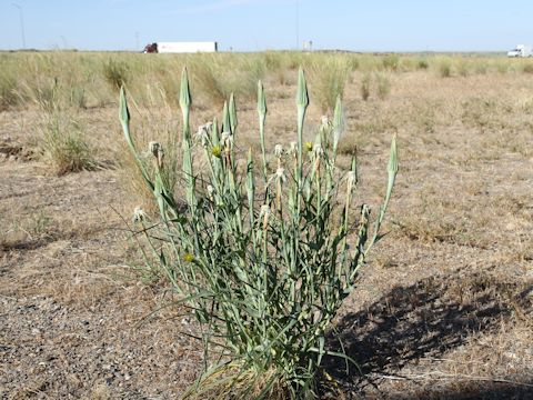 Tragopogon dubius