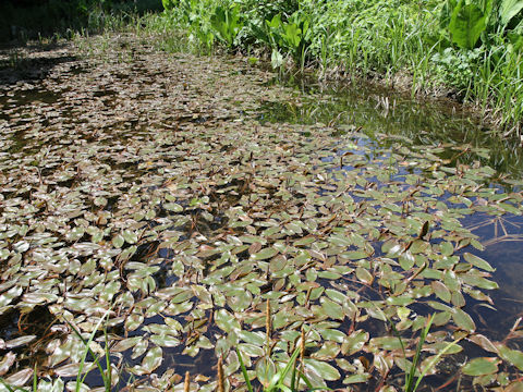 Potamogeton fryeri