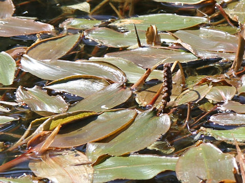 Potamogeton fryeri