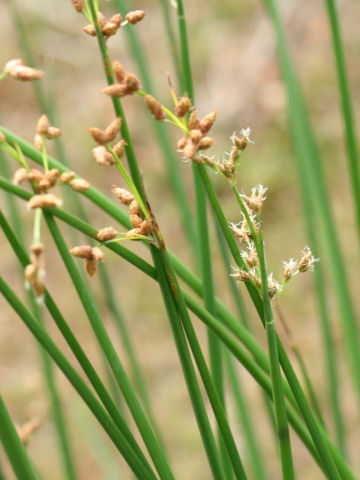 Scirpus tabernaemontani