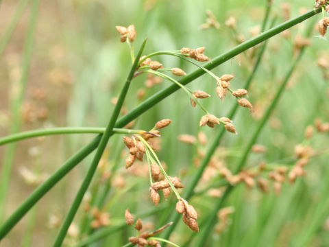 Scirpus tabernaemontani