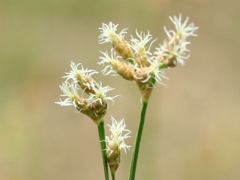 Scirpus tabernaemontani