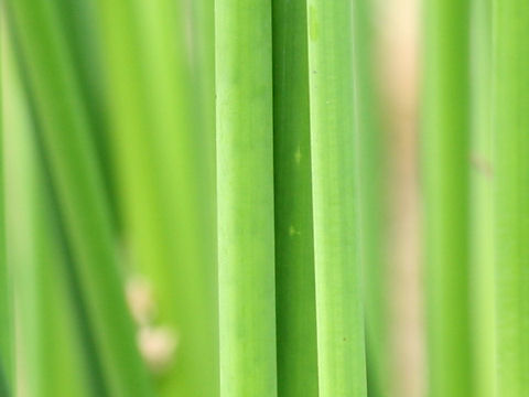 Scirpus tabernaemontani