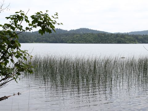 Scirpus tabernaemontani