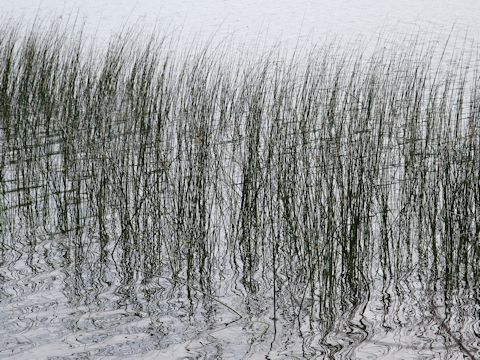 Scirpus tabernaemontani