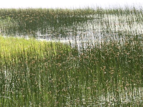 Scirpus tabernaemontani