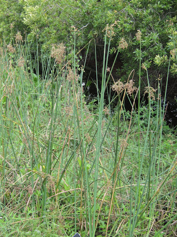 Scirpus tabernaemontani