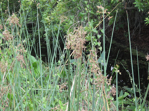 Scirpus tabernaemontani