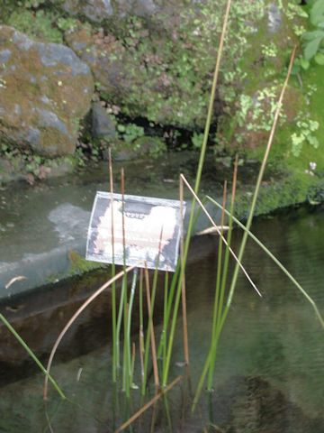 Scirpus tabernaemontani