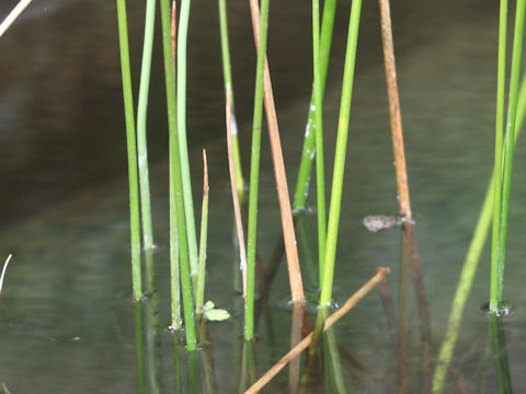 Scirpus tabernaemontani