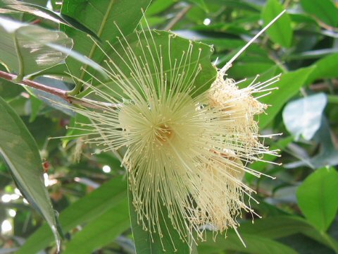 Syzygium jambos