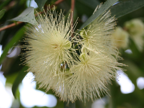 Syzygium jambos