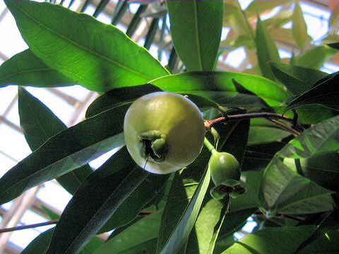 Syzygium jambos