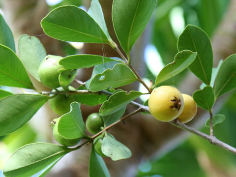 Syzygium jambos