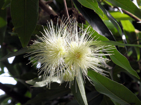 Syzygium jambos