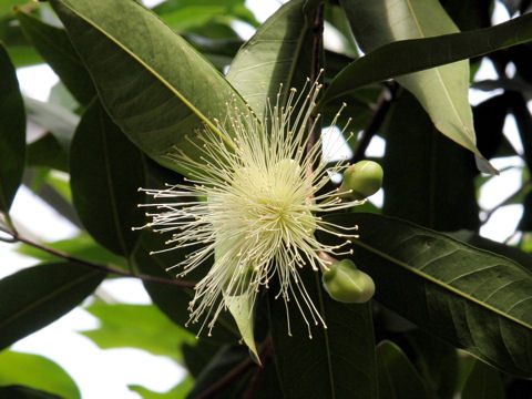 Syzygium jambos