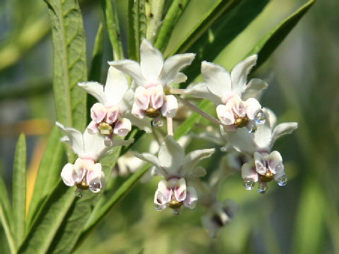 Gomphocarpus fruticosus