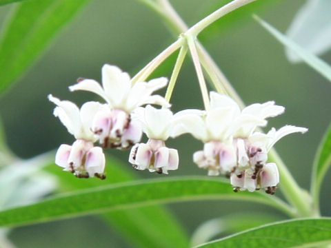 Gomphocarpus fruticosus