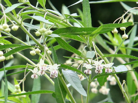 Gomphocarpus fruticosus