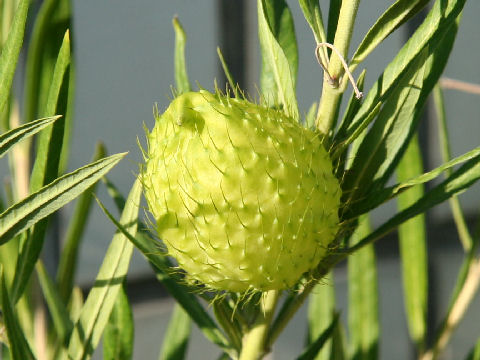 Gomphocarpus fruticosus