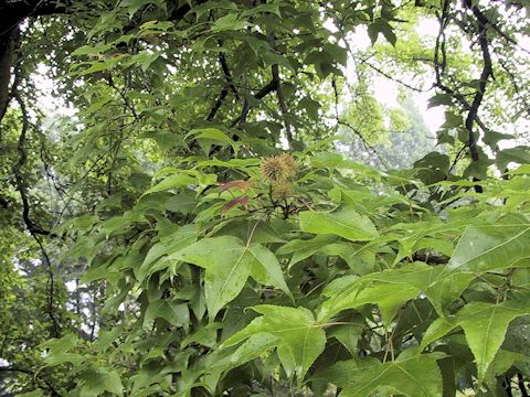 Liquidambar formosana