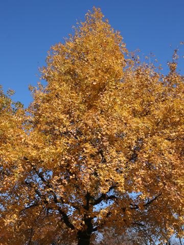 Liquidambar formosana