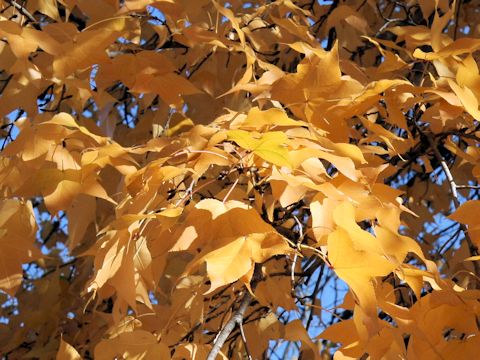 Liquidambar formosana