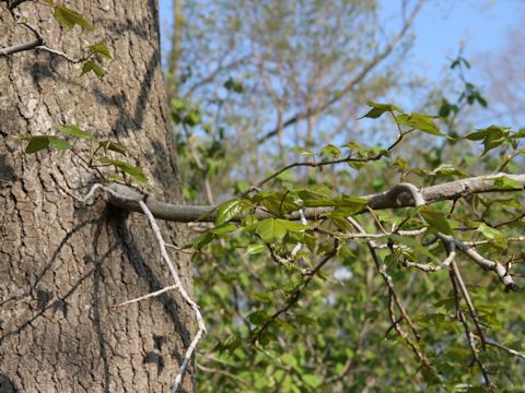 Liquidambar formosana