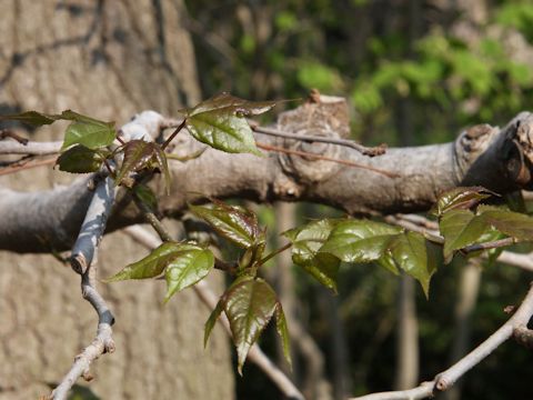 Liquidambar formosana