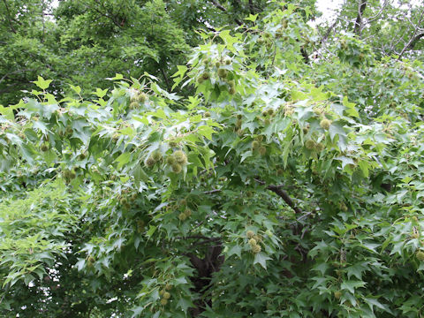 Liquidambar formosana