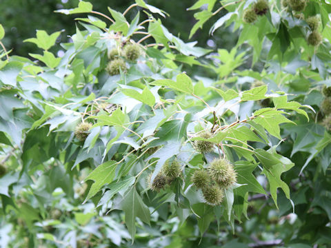 Liquidambar formosana