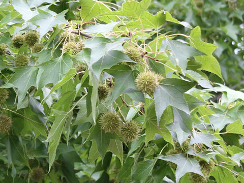 Liquidambar formosana