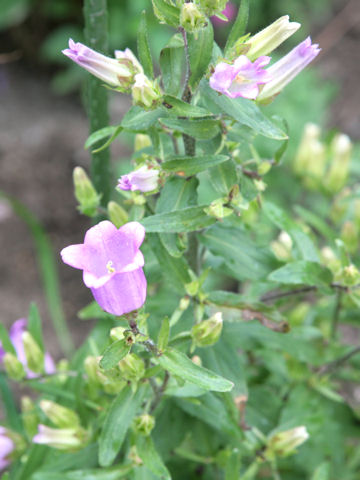 Campanula medium