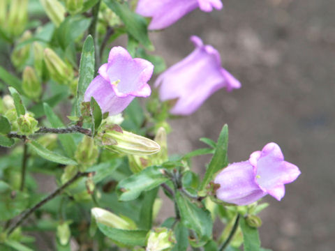 Campanula medium