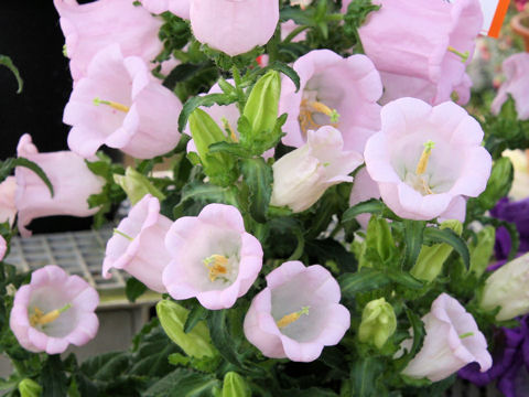 Campanula medium