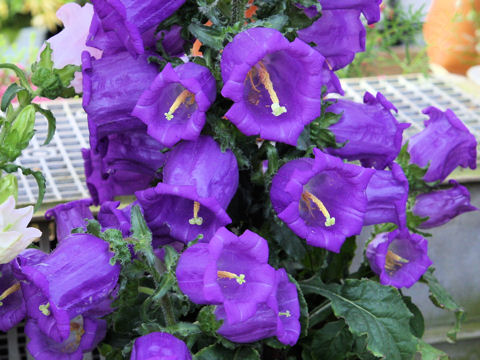 Campanula medium